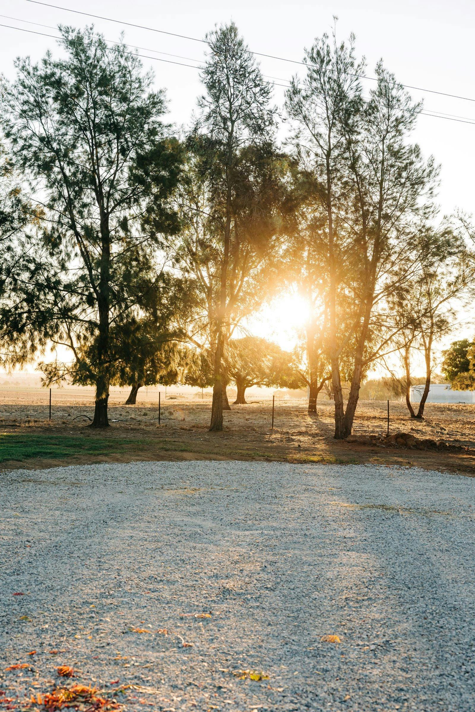 sunset trees at cellar door