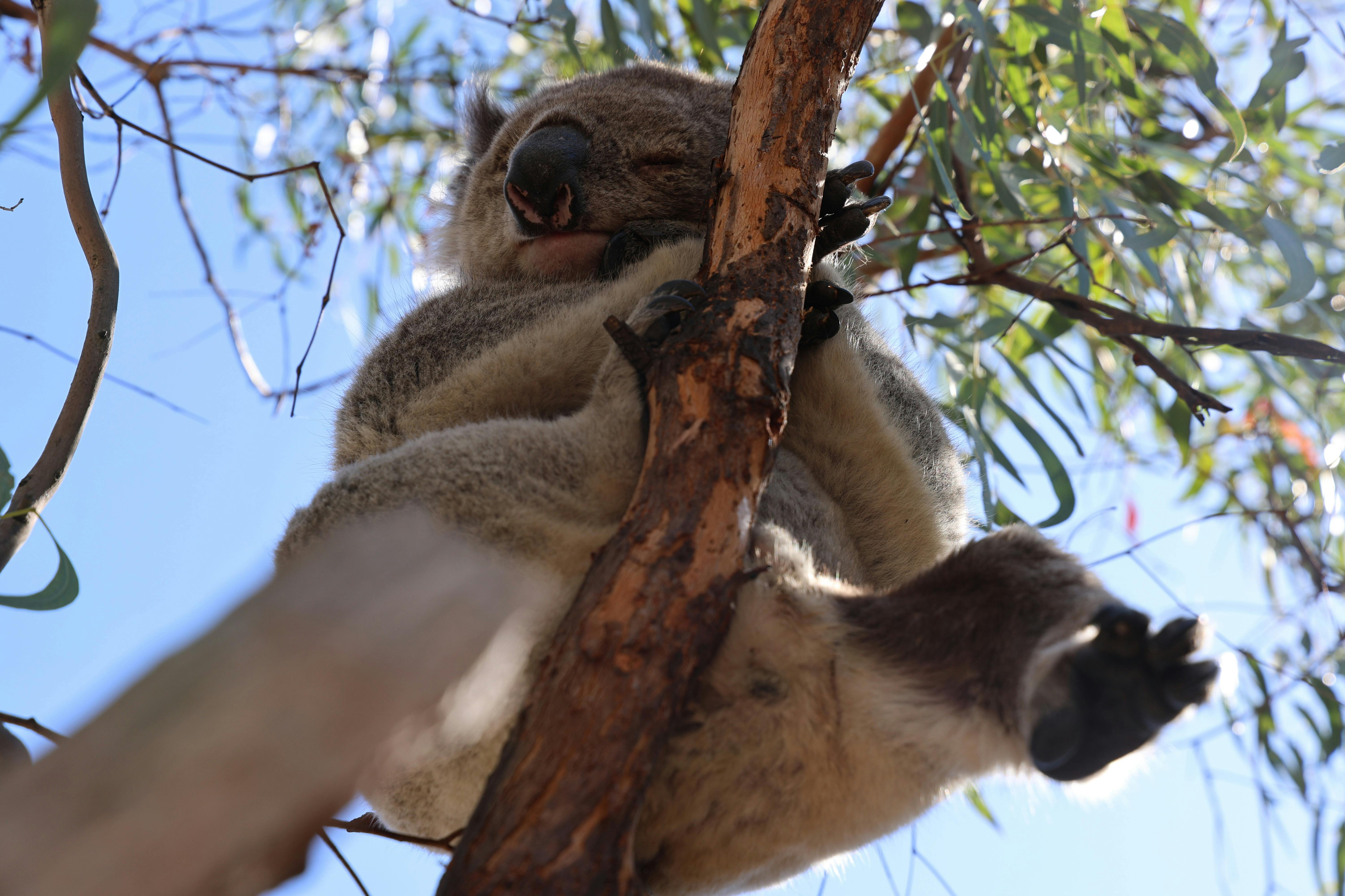 Koala Trail - Raymond Island (2 Day / 1 Night)