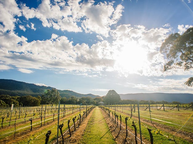 Fallen Giants Vineyard