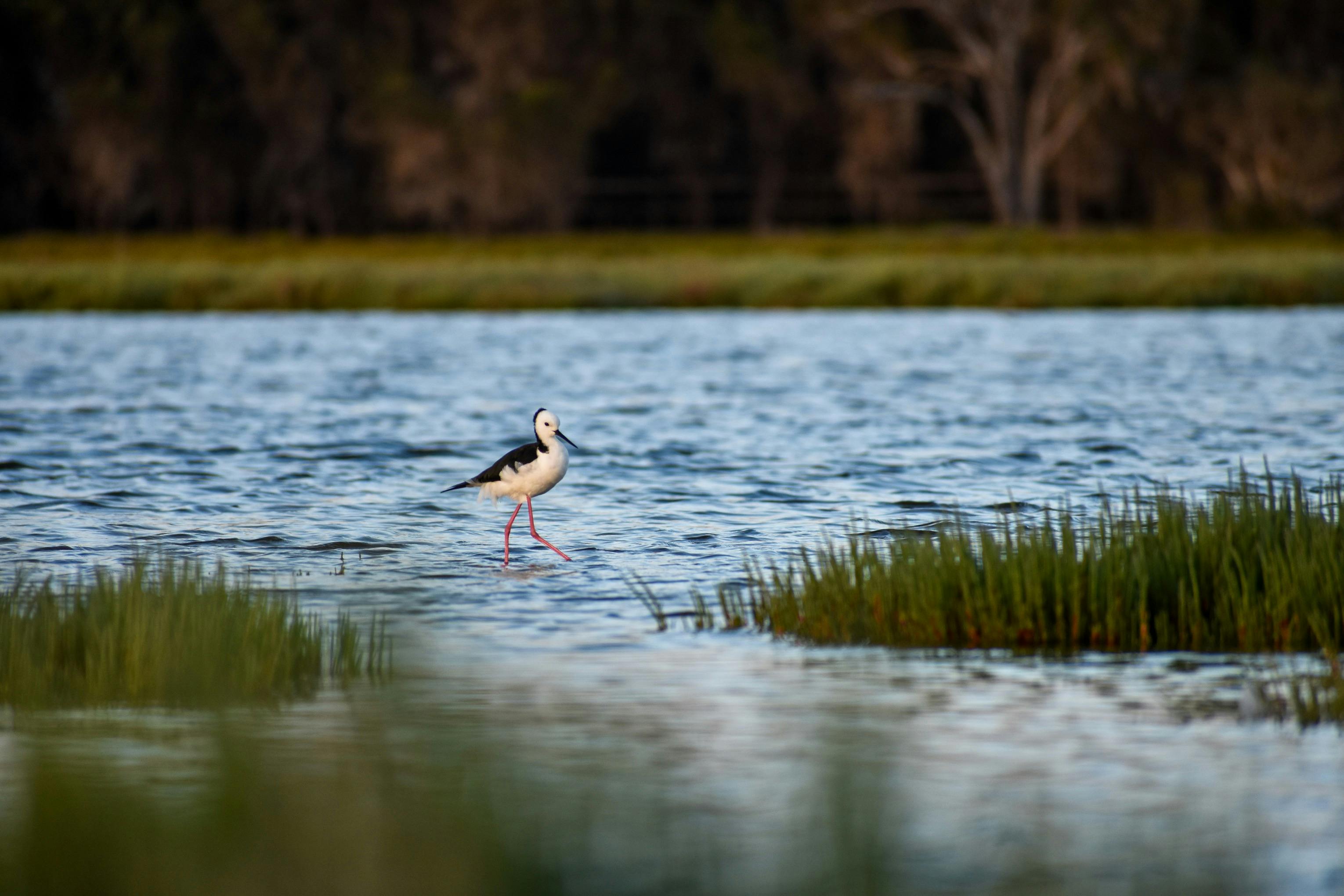 Samphire Cove Wetlands, Mandurah Estuary