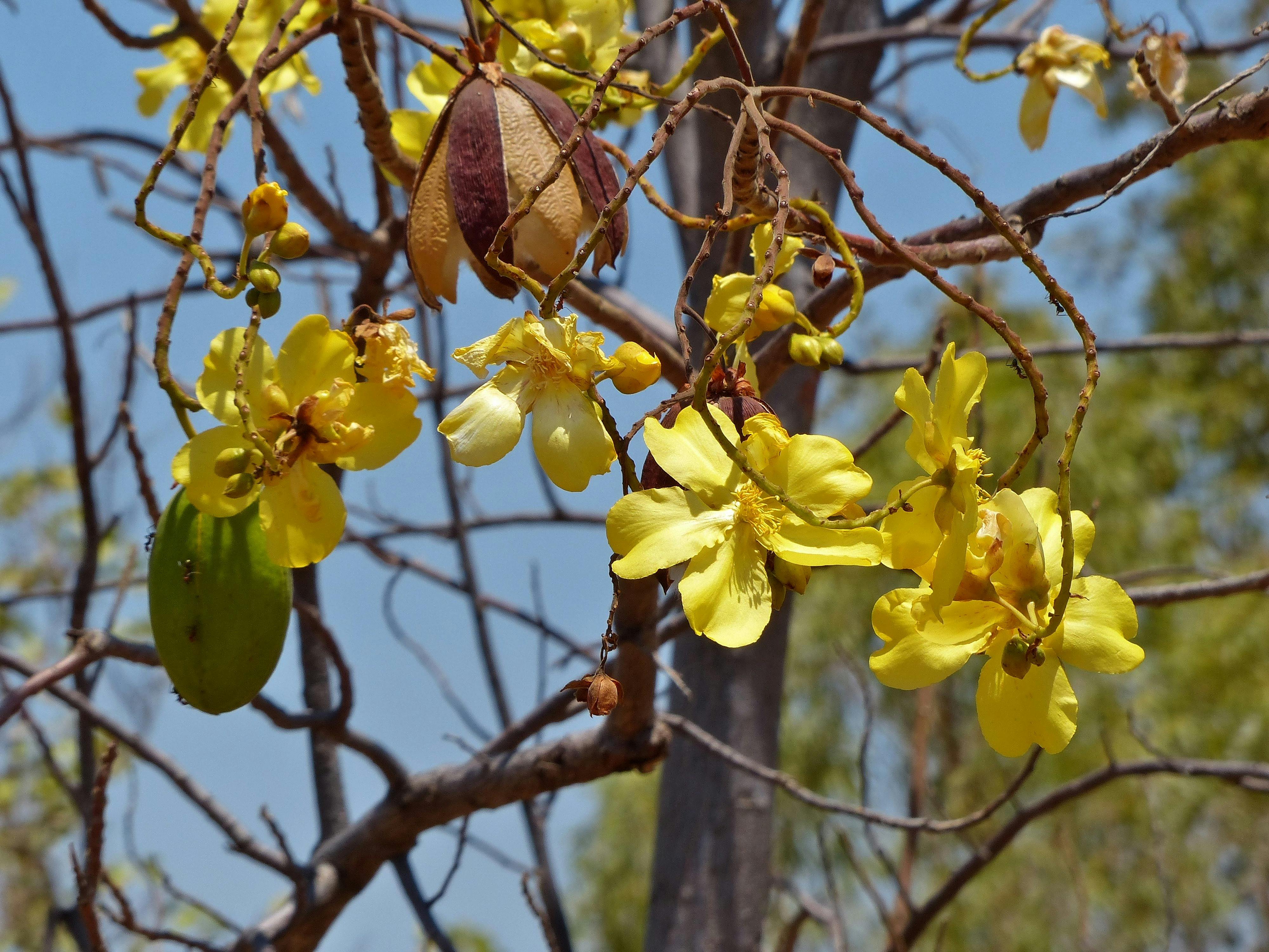 Otto Tours, Gosnells, Western Australia