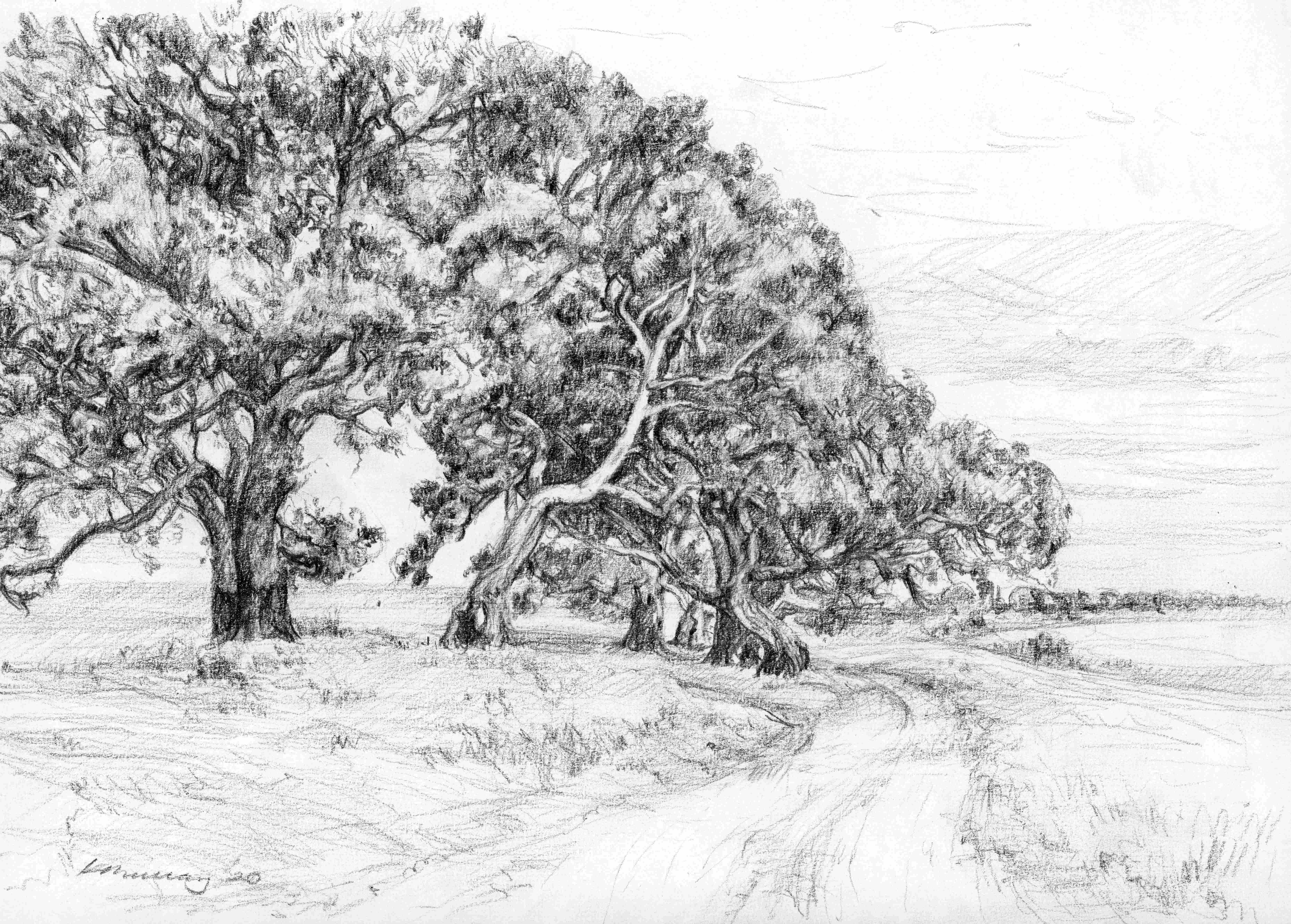 Black and white drawings of red gum trees by the side of a dirt track