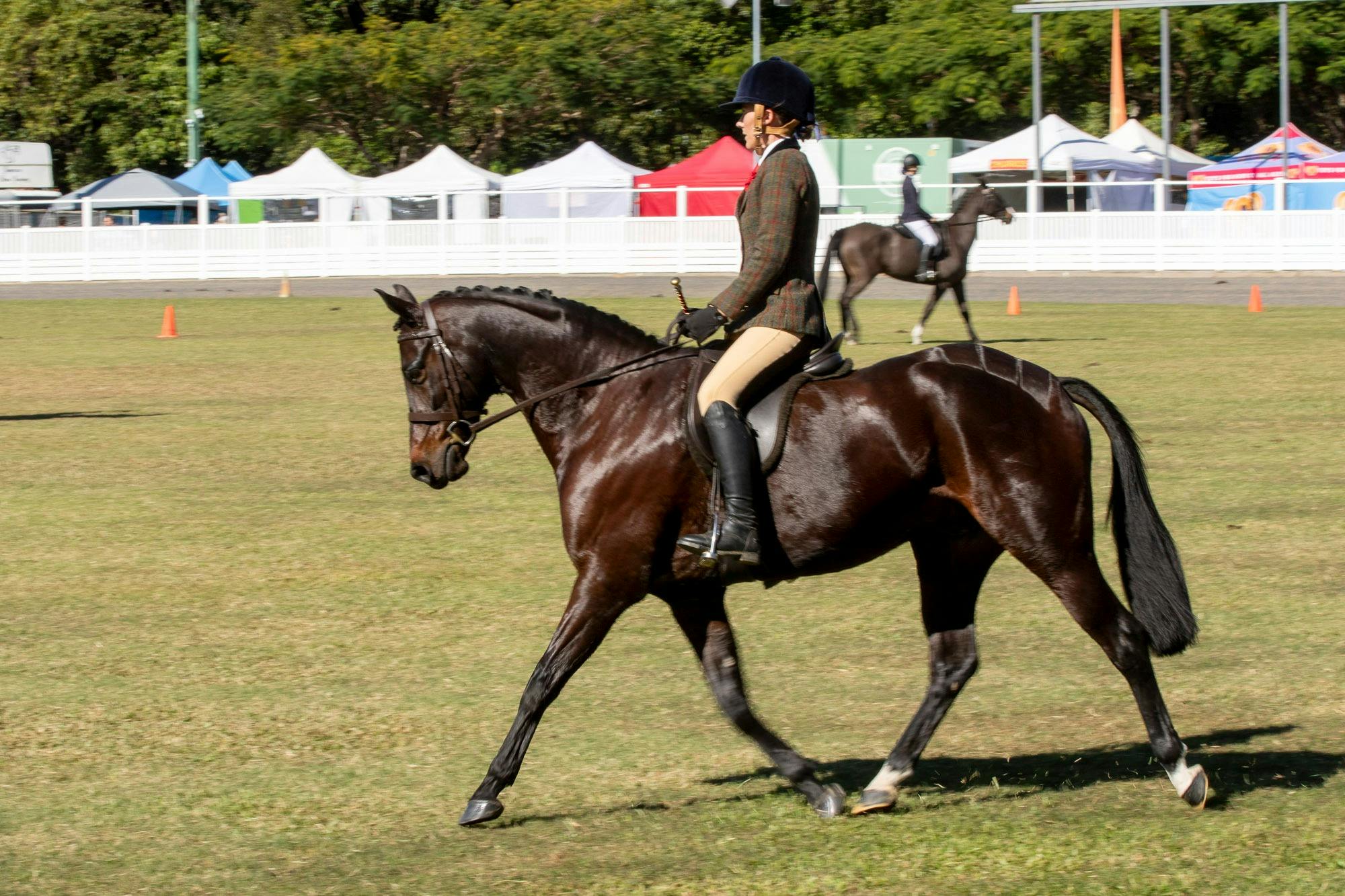 Show Horses on display