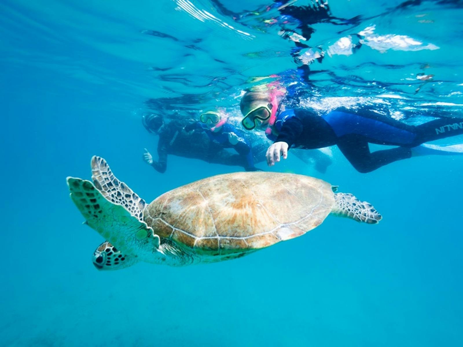 Swim with the Turtles at Great Keppel Island Swim with the Turtles at Great Keppel Island