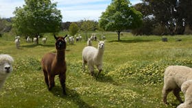 Clearview Alpacas