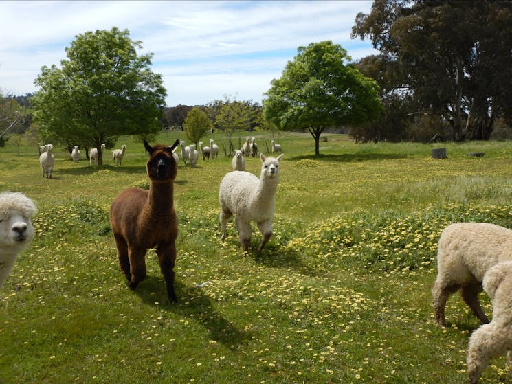 Clearview Alpacas