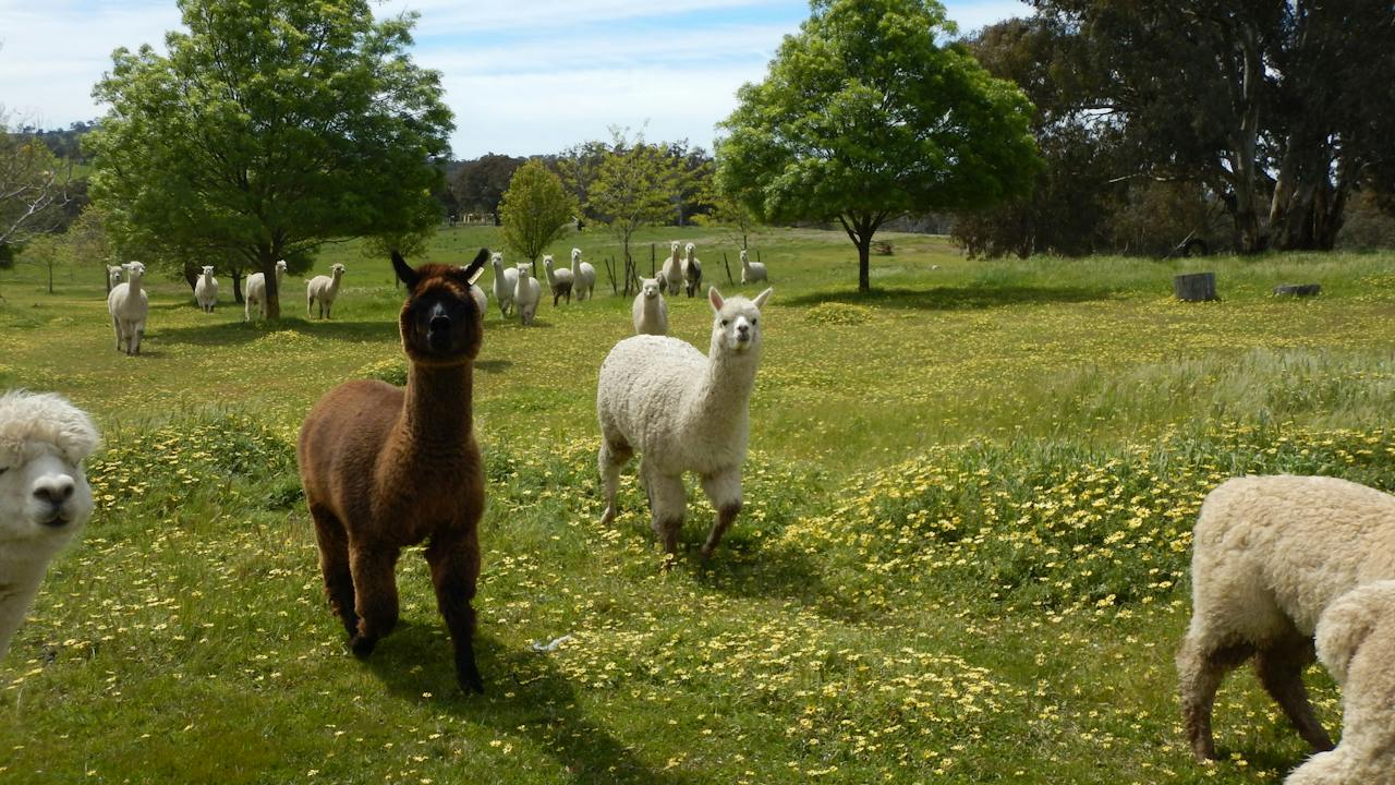 Clearview Alpacas