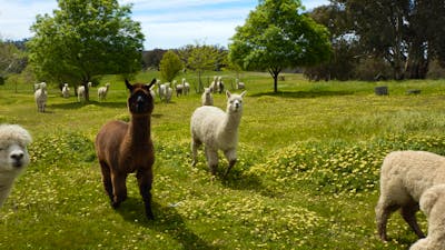 Clearview Alpacas