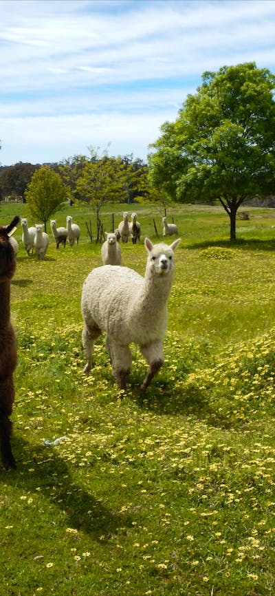 Clearview Alpacas