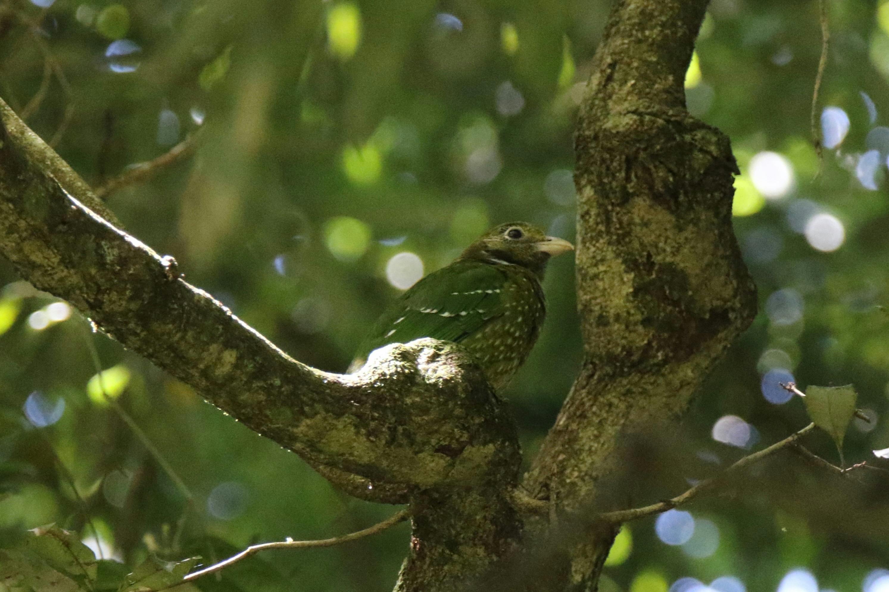 Green Catbird