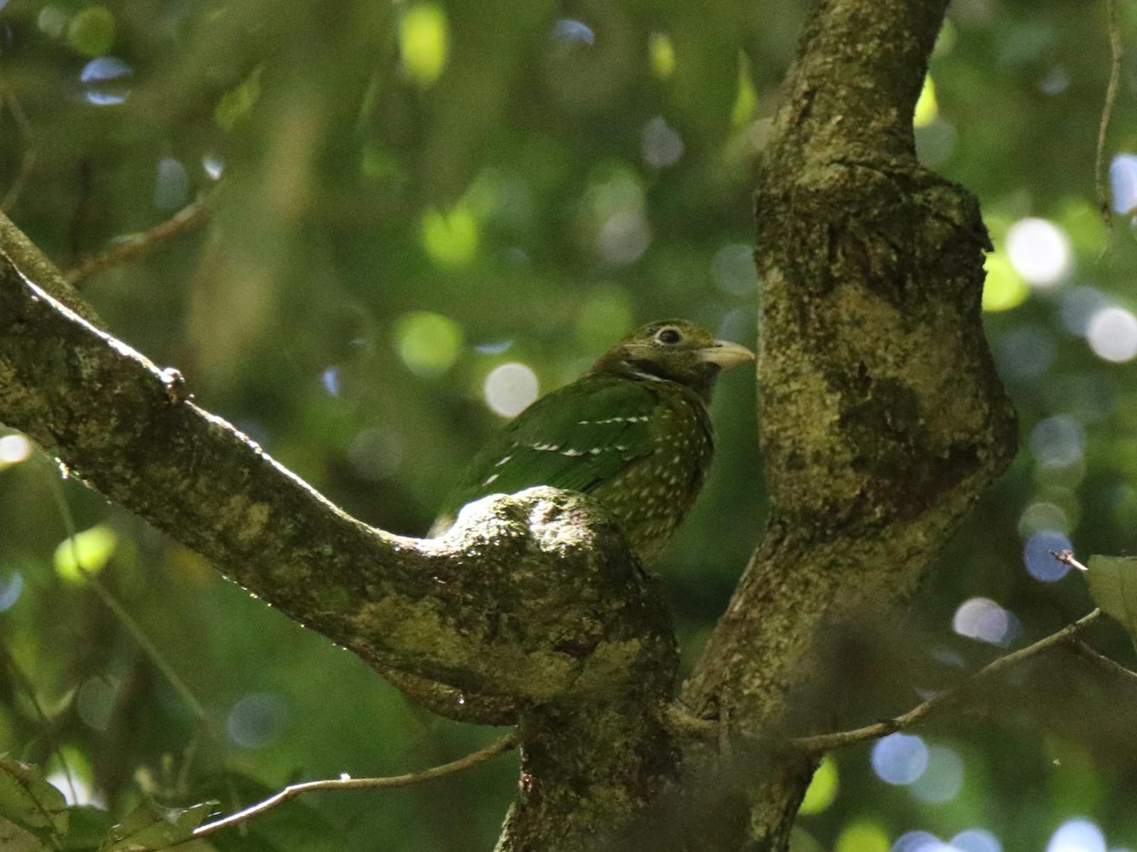 Green Catbird