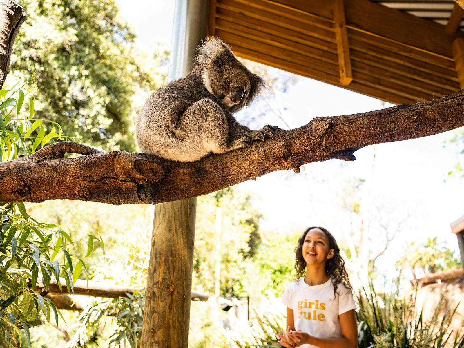 Koala Encounter