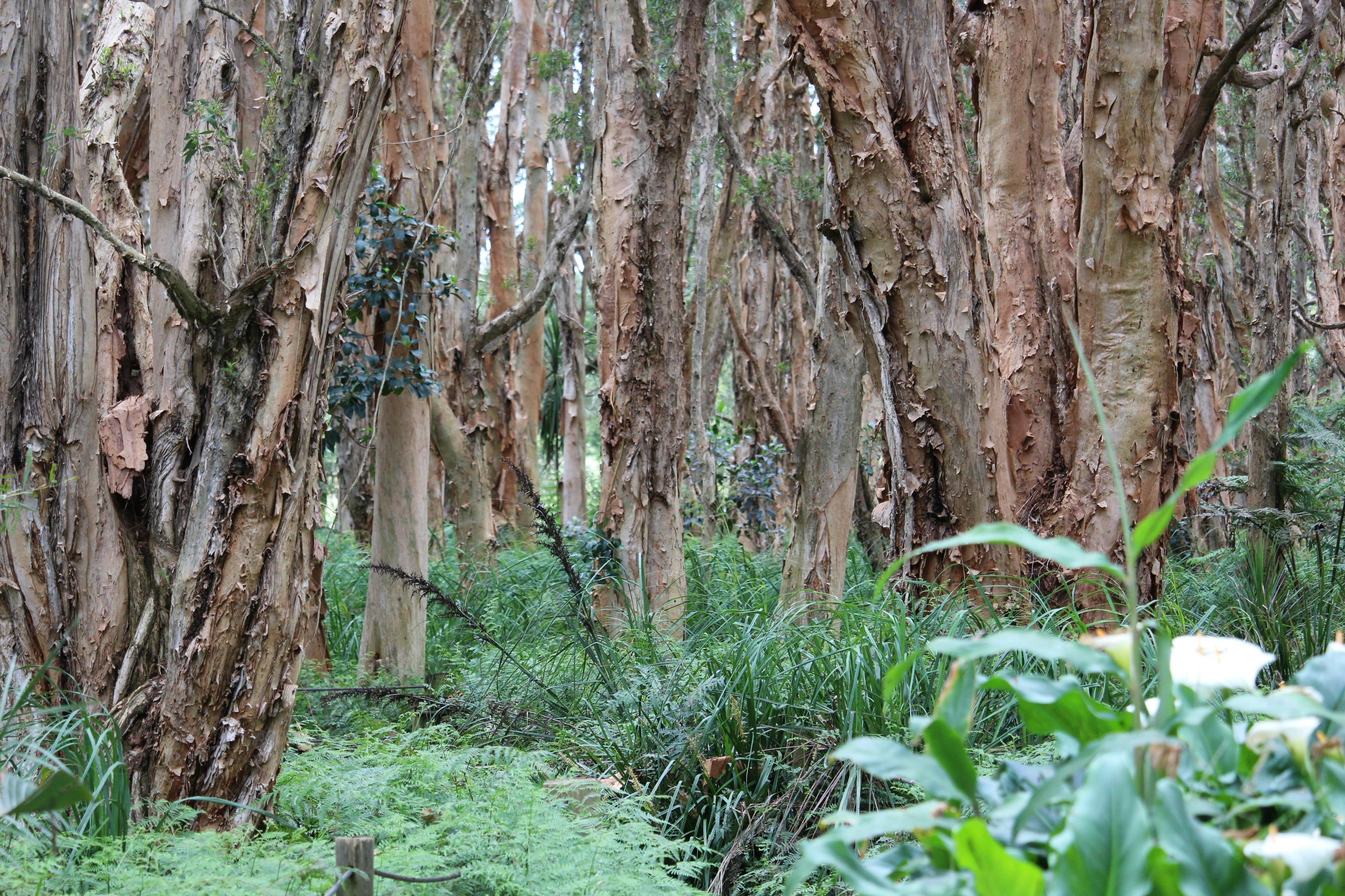 Swamp