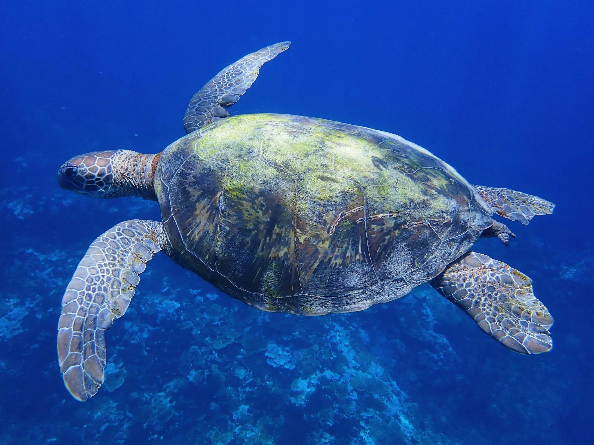 Kayaking Ocean Tours