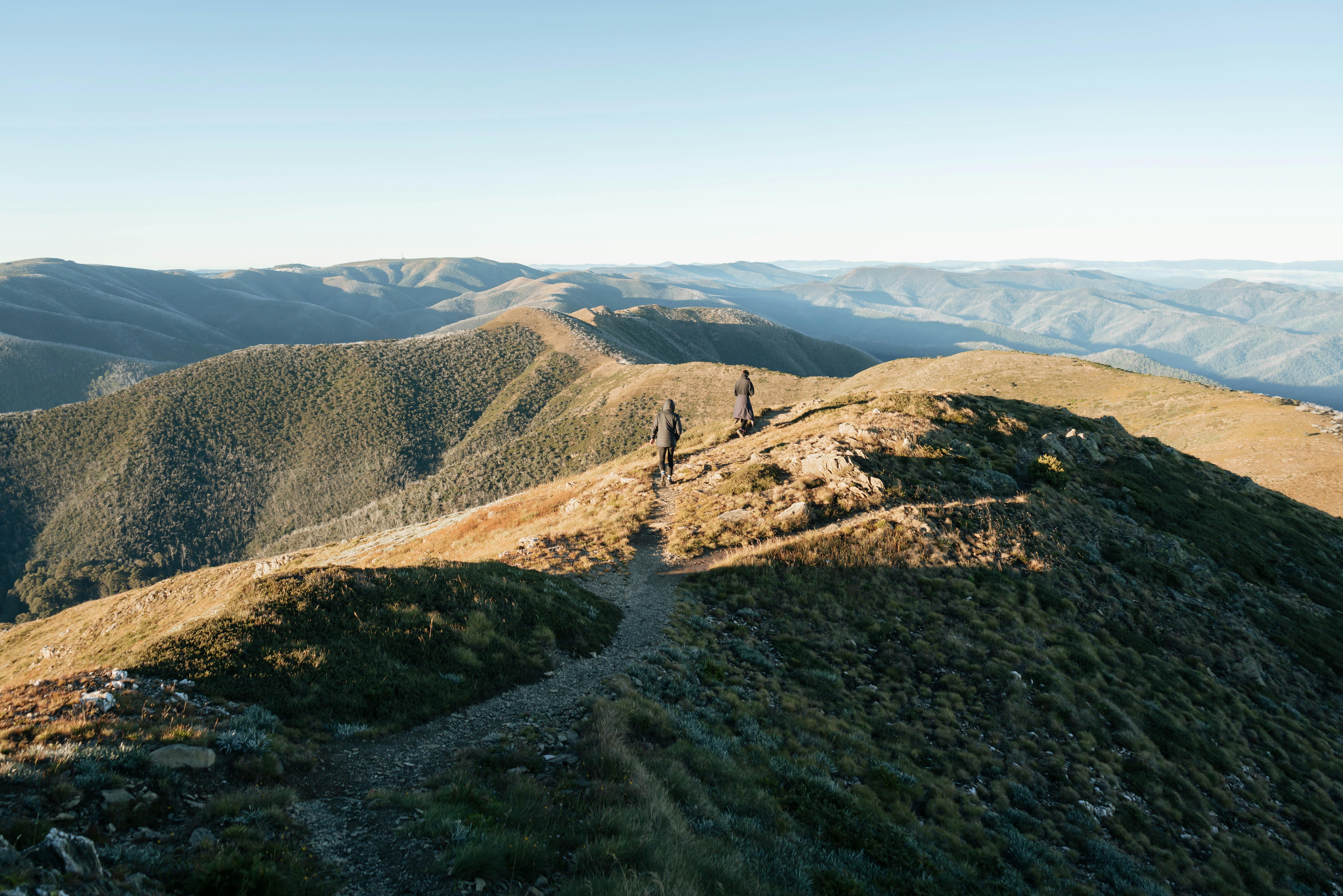 Feathertop