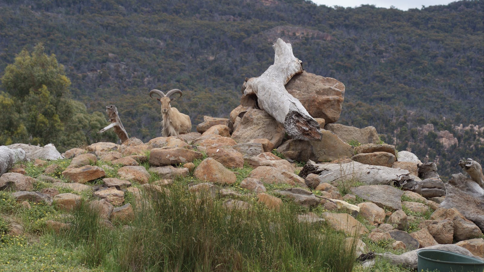 Halls Gap Zoo