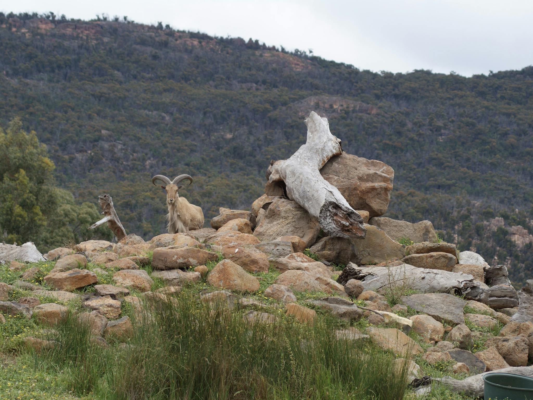 Barbary Sheep with the Grampians in the background