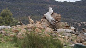 Halls Gap Zoo