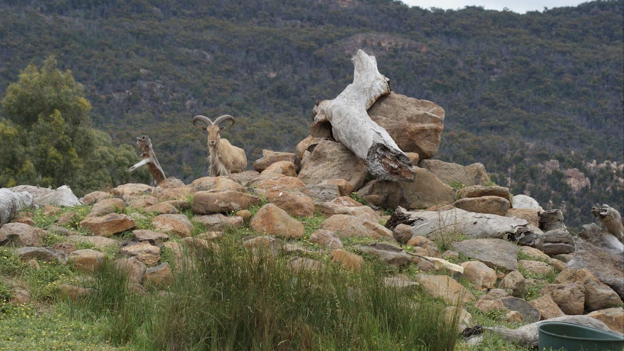 Barbary Sheep with the Grampians in the background