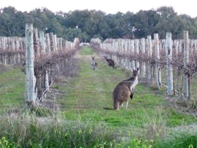 local roos at Winery