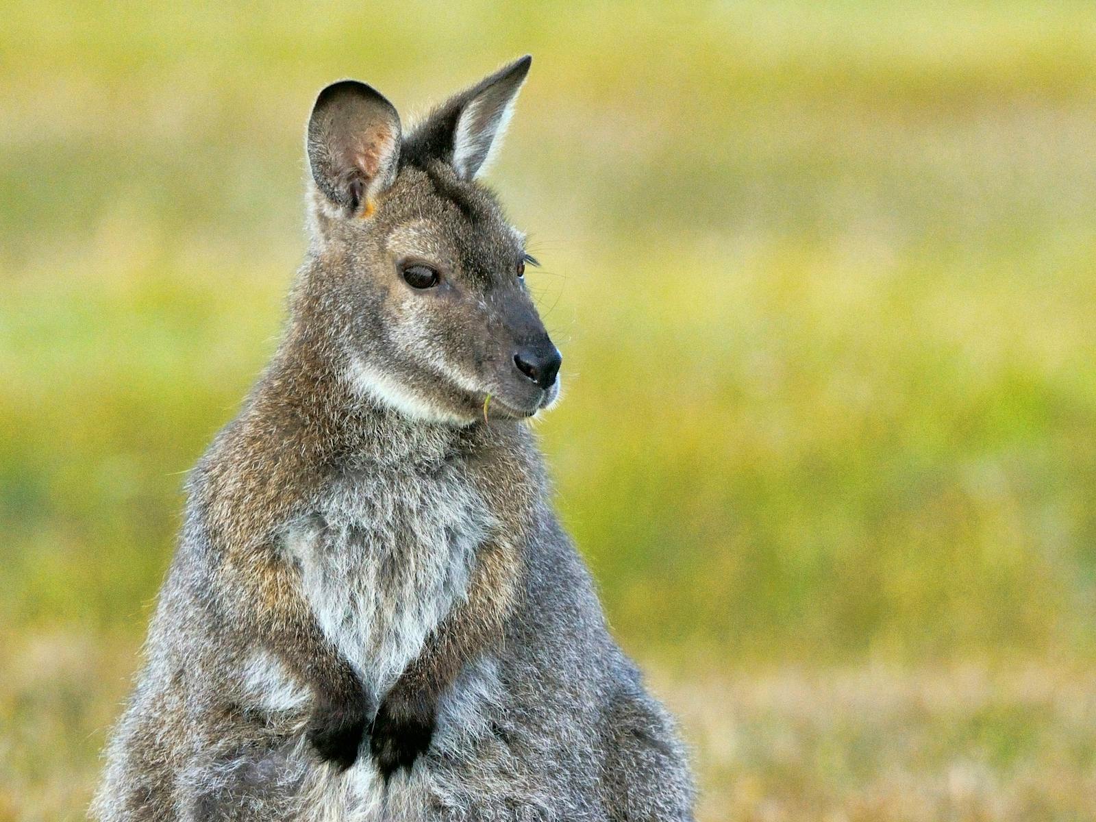 Bennett's wallaby Trowunna Wildlife Sanctuary