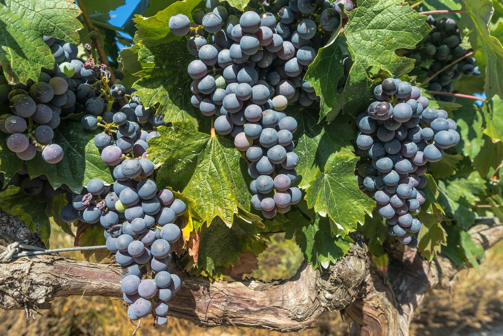 Purple grapes on a vine