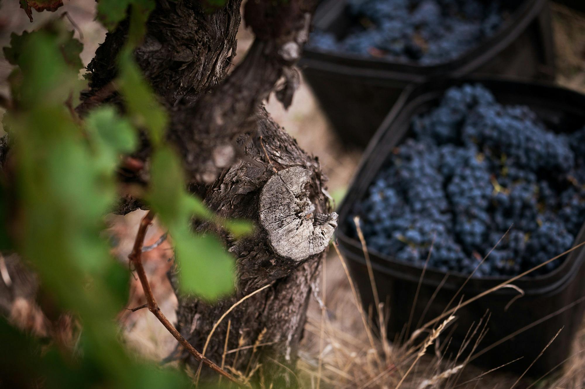 First planted in 1967.