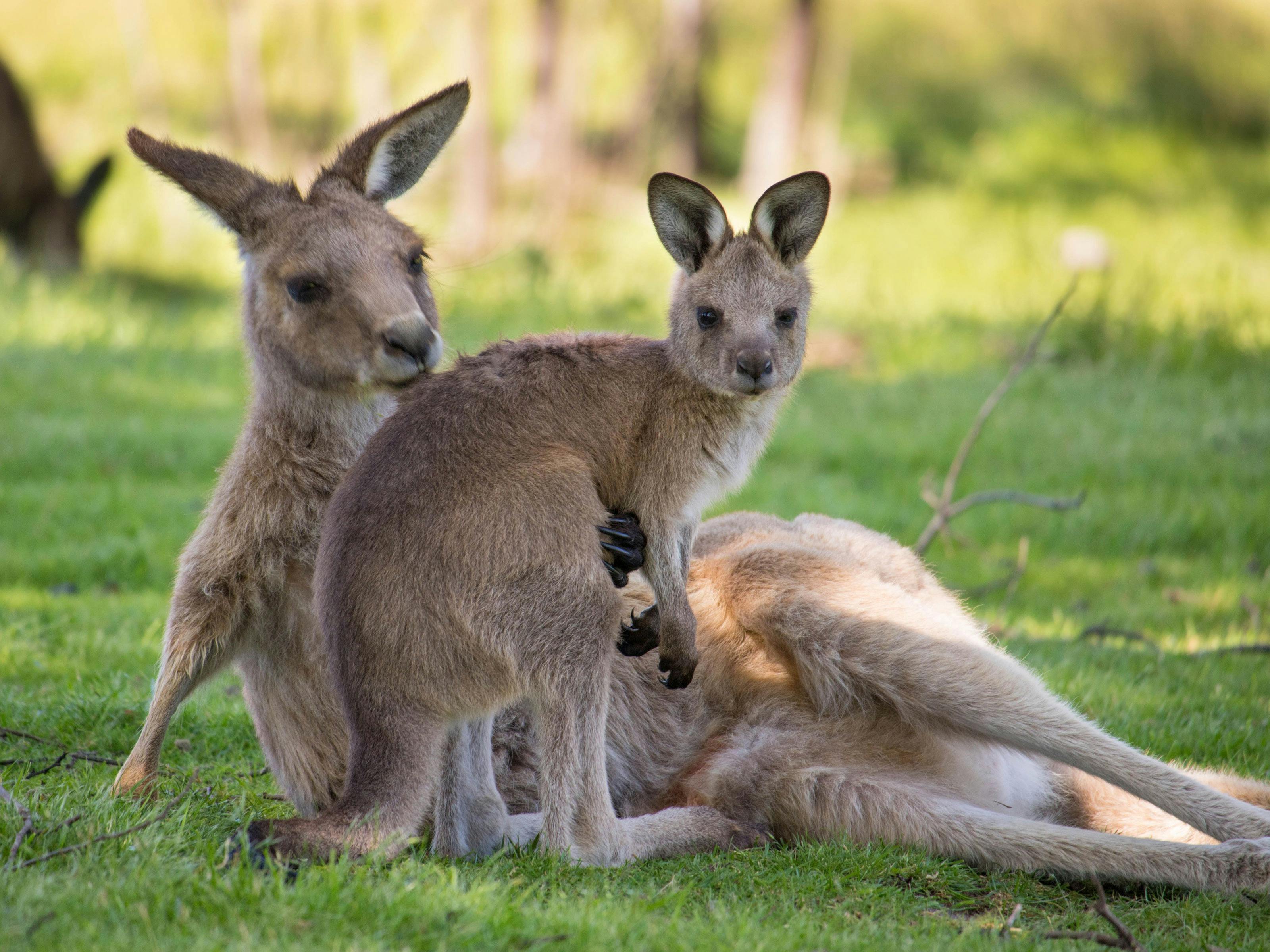 relaxed kangaroo with joey