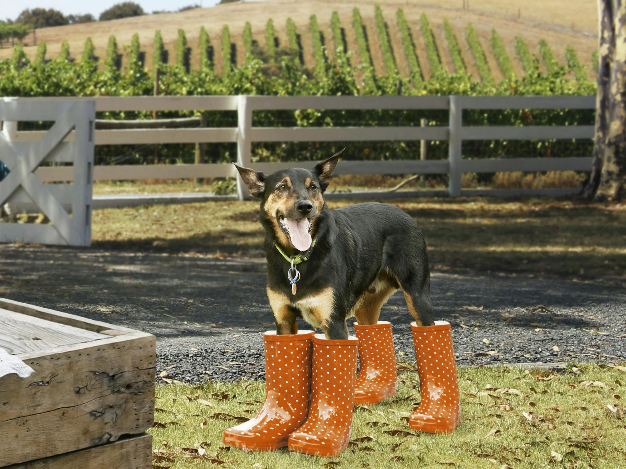 Doggo Gumboots and Gin Tour