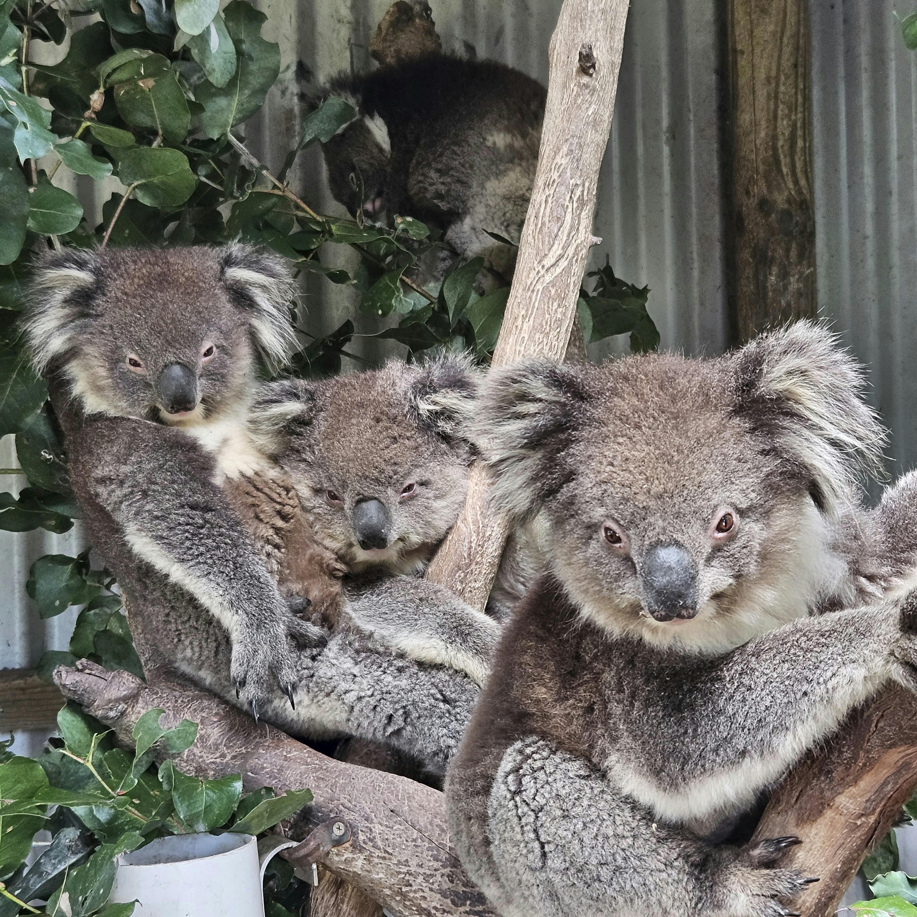 Fauna Australia Koala Experience and Accommodation