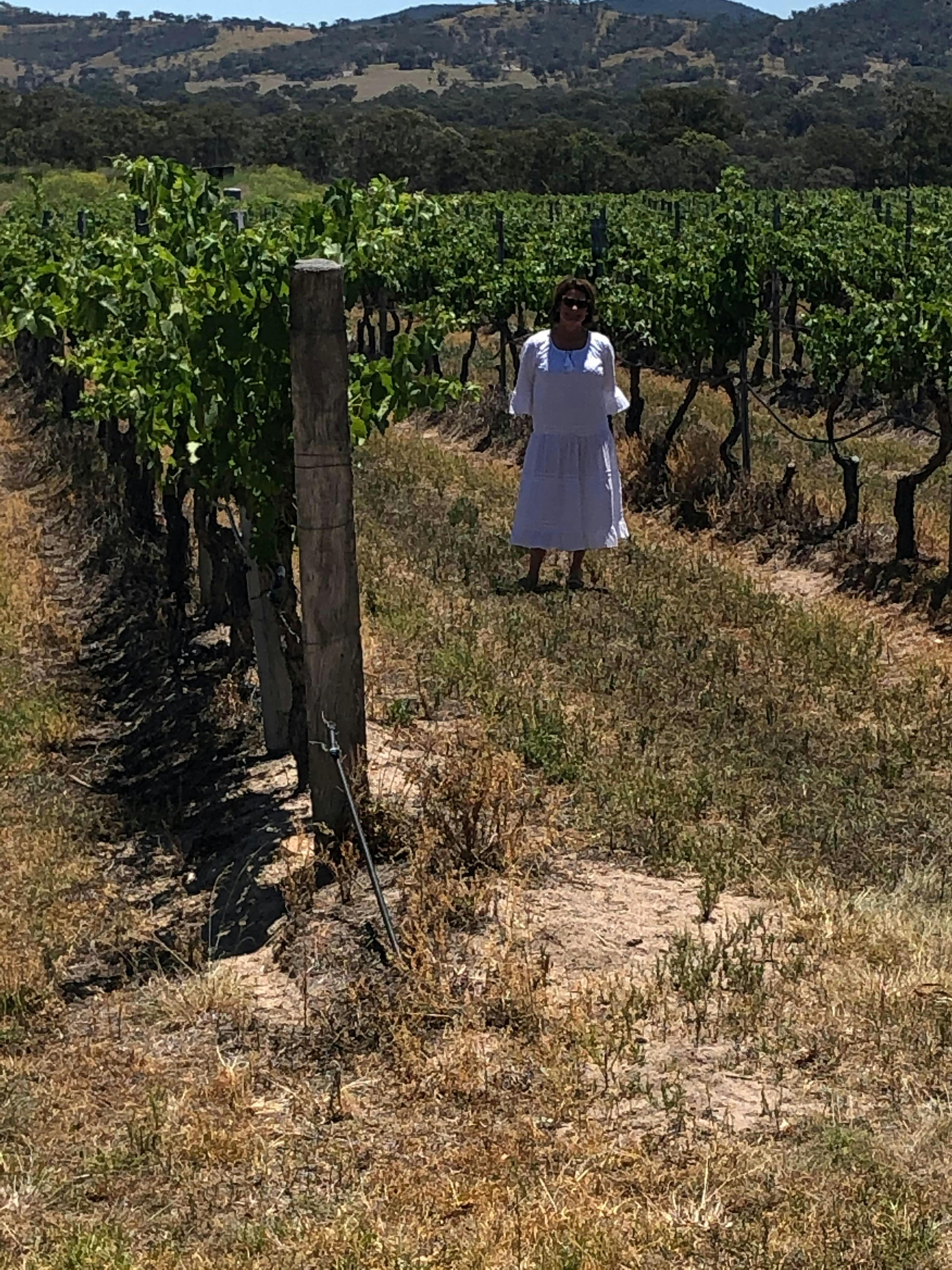 There is plenty of time to wander between the vines