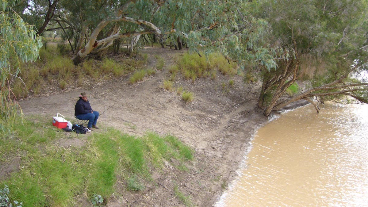 Chasing the yellowbelly at Cooper's Creek