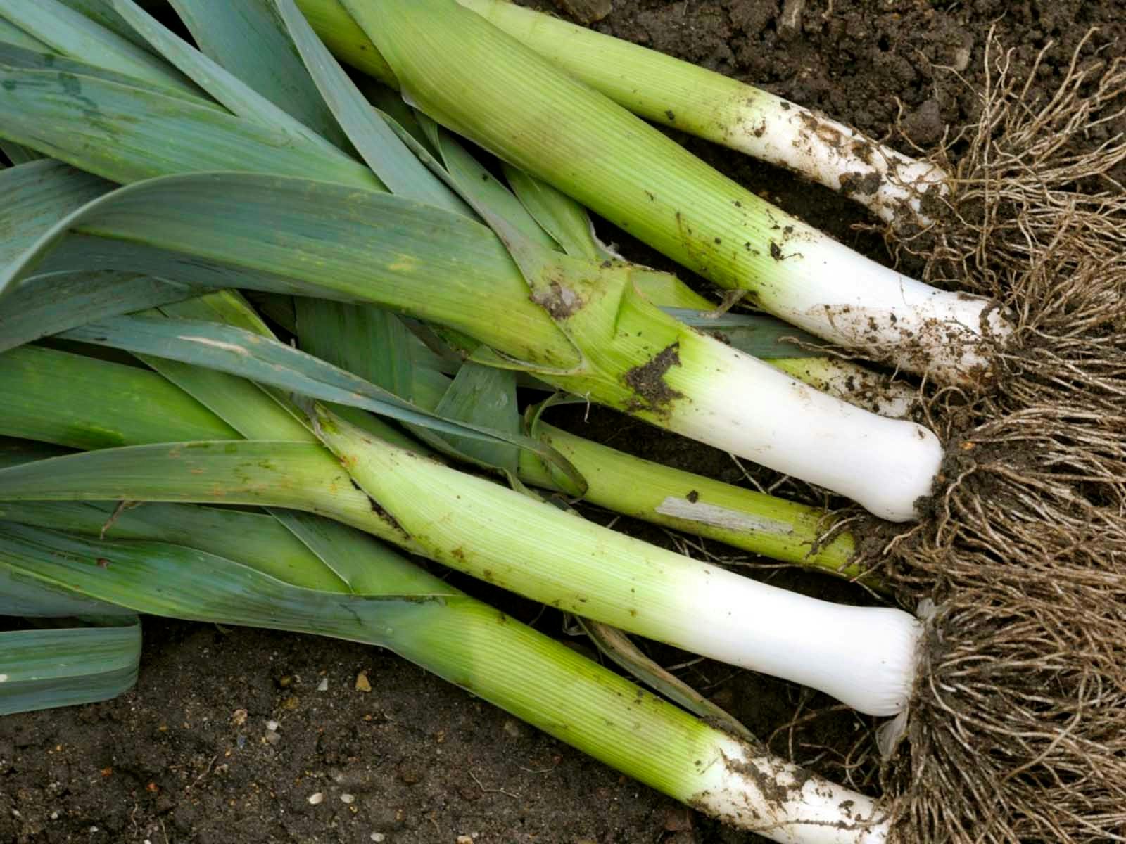 Leeks