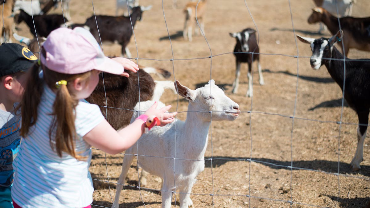 A young child looks through the fence at all the goats in the paddock.