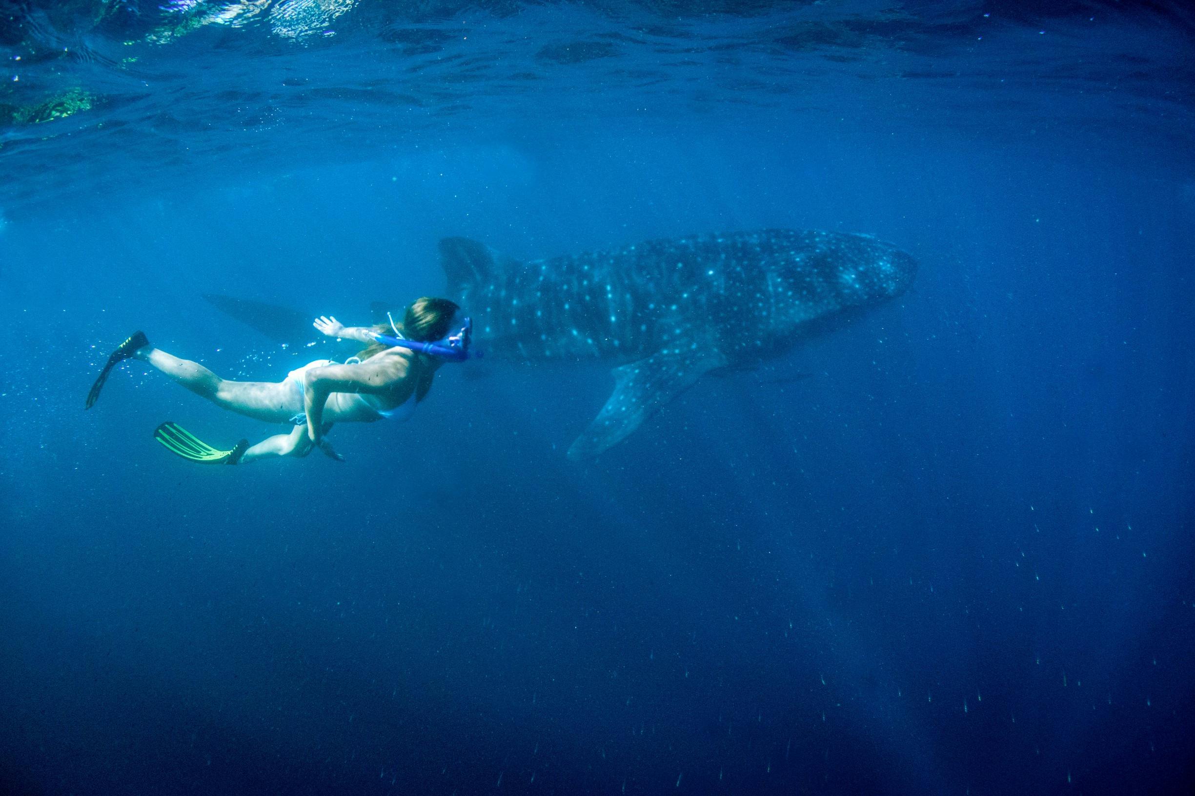Coral Coast Wildlife, Shark Bay, Western Australia