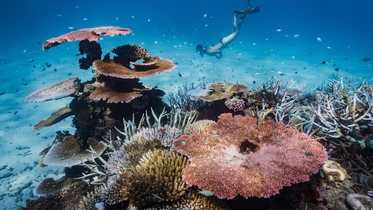 Snorkelling