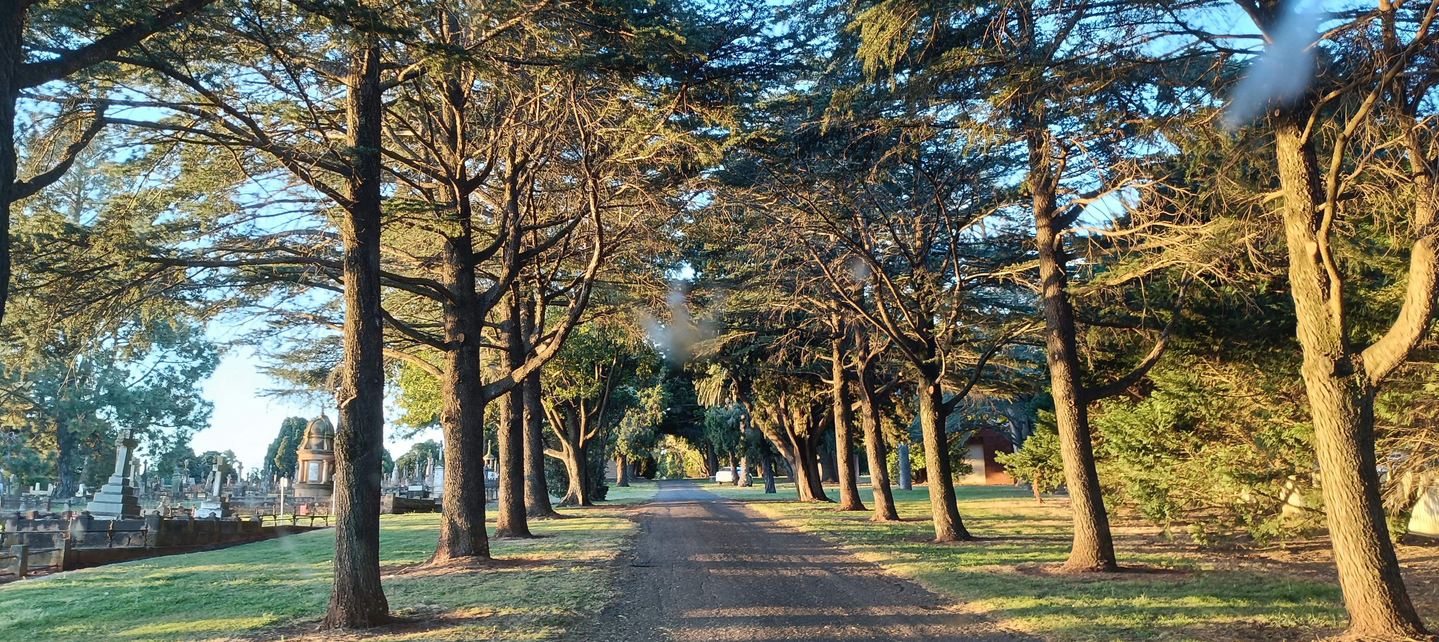 A thin roadway with tall trees either side