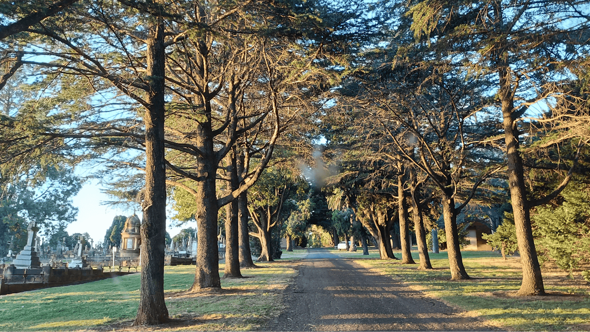 A thin roadway with tall trees either side