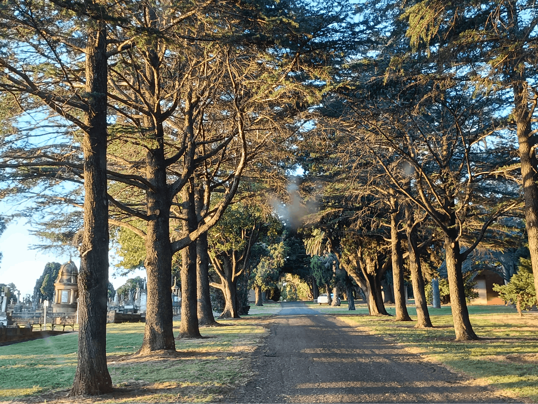 A thin roadway with tall trees either side