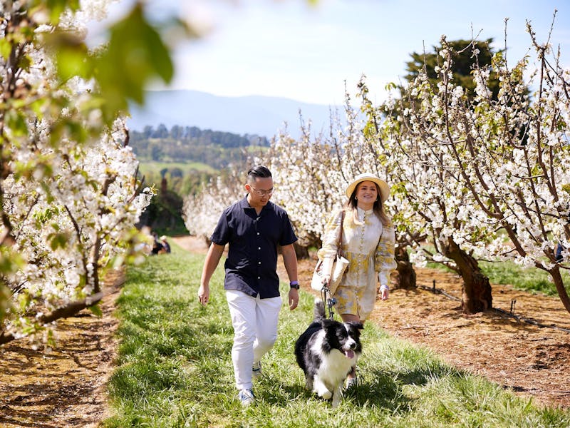 Image for CherryHill Blossom Festival