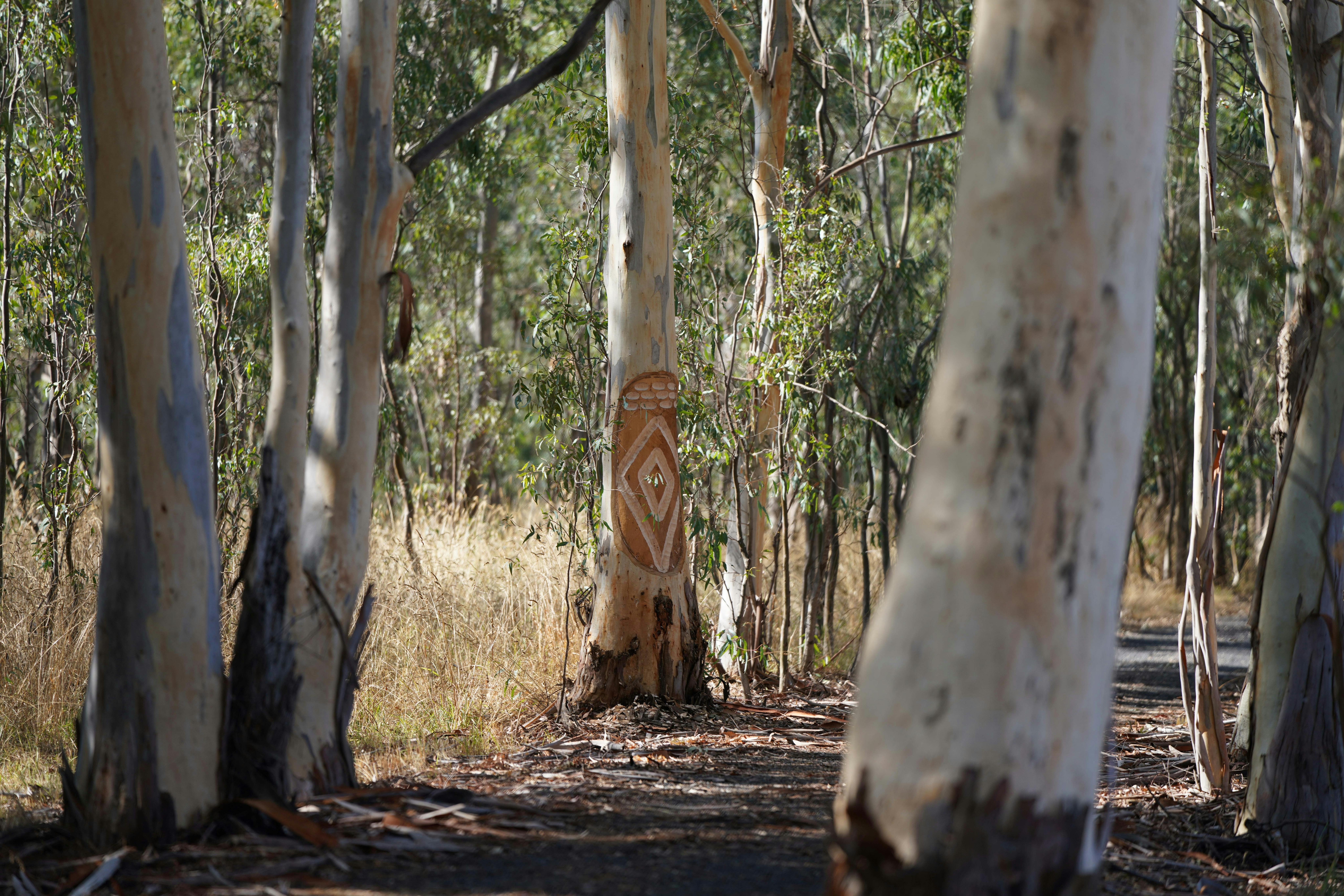 Image of culturally modified tree amongst other trees