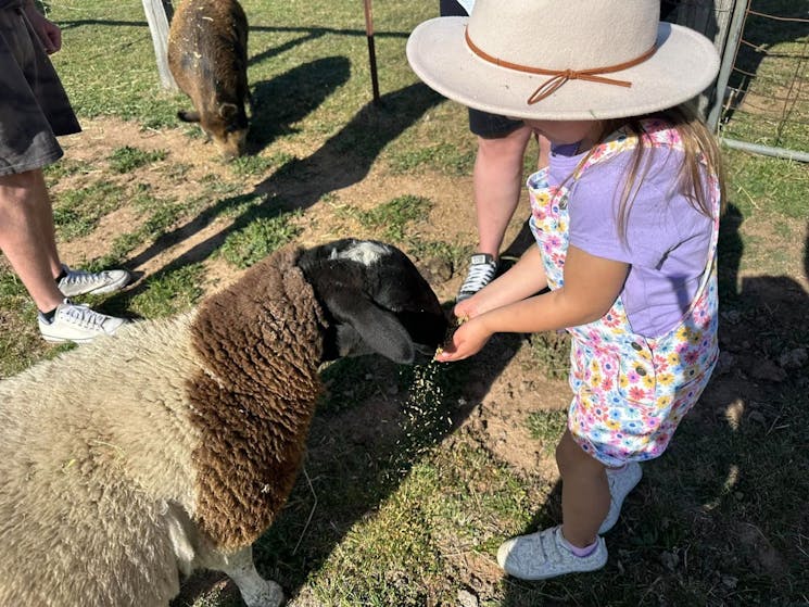 Child feeding lamb, lamb, sun hat, flower overalls