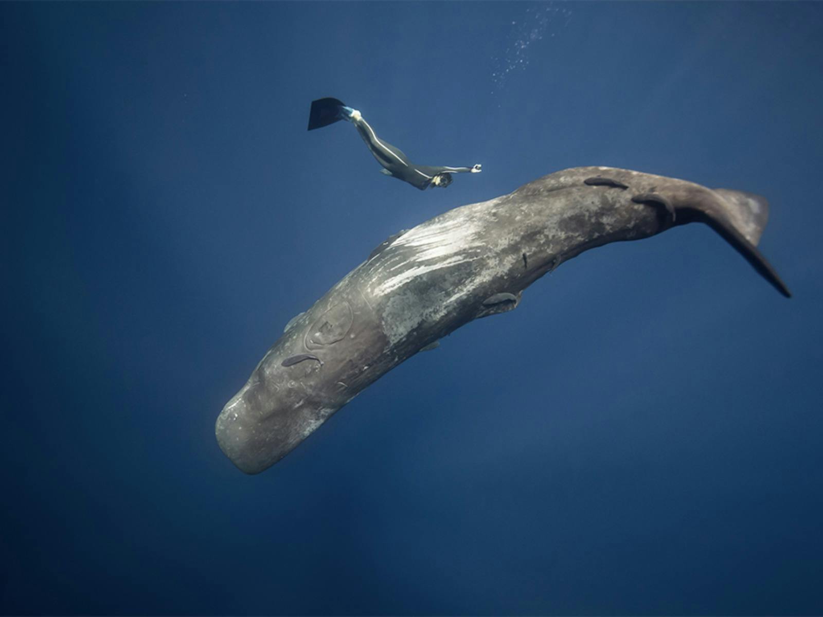Ocean Film Festival Tour - Albany
