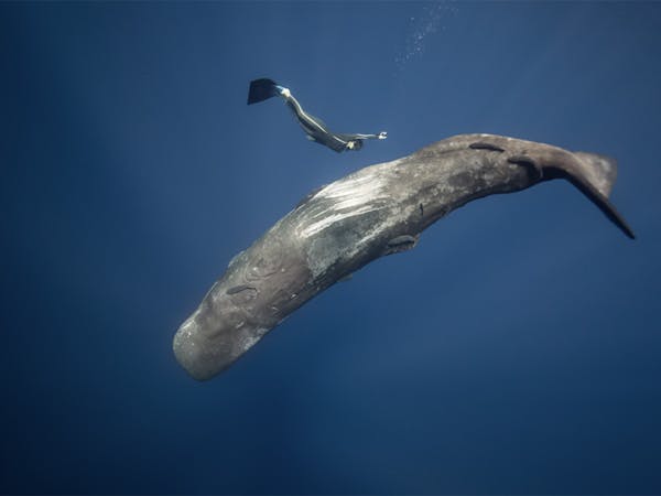 Ocean Film Festival Tour - Albany