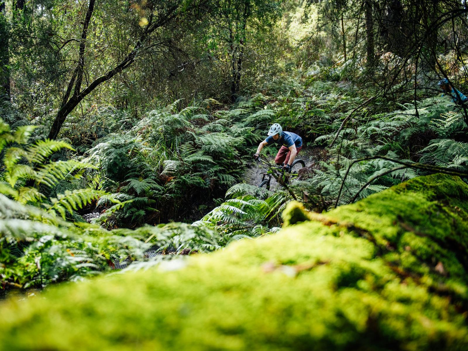 Rider bikes through a valley of ferns