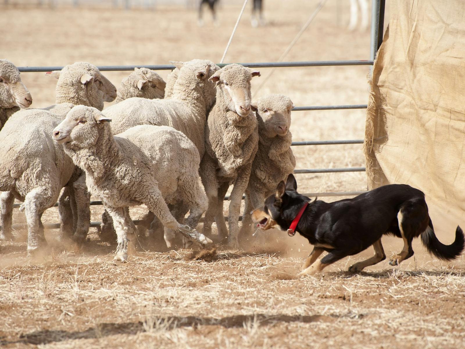 Image for Gunnedah Working Dog Trials