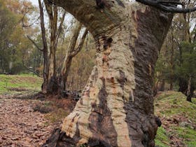A large gum trees wet bark in the dry stoney creek bed showing its patterns and colours