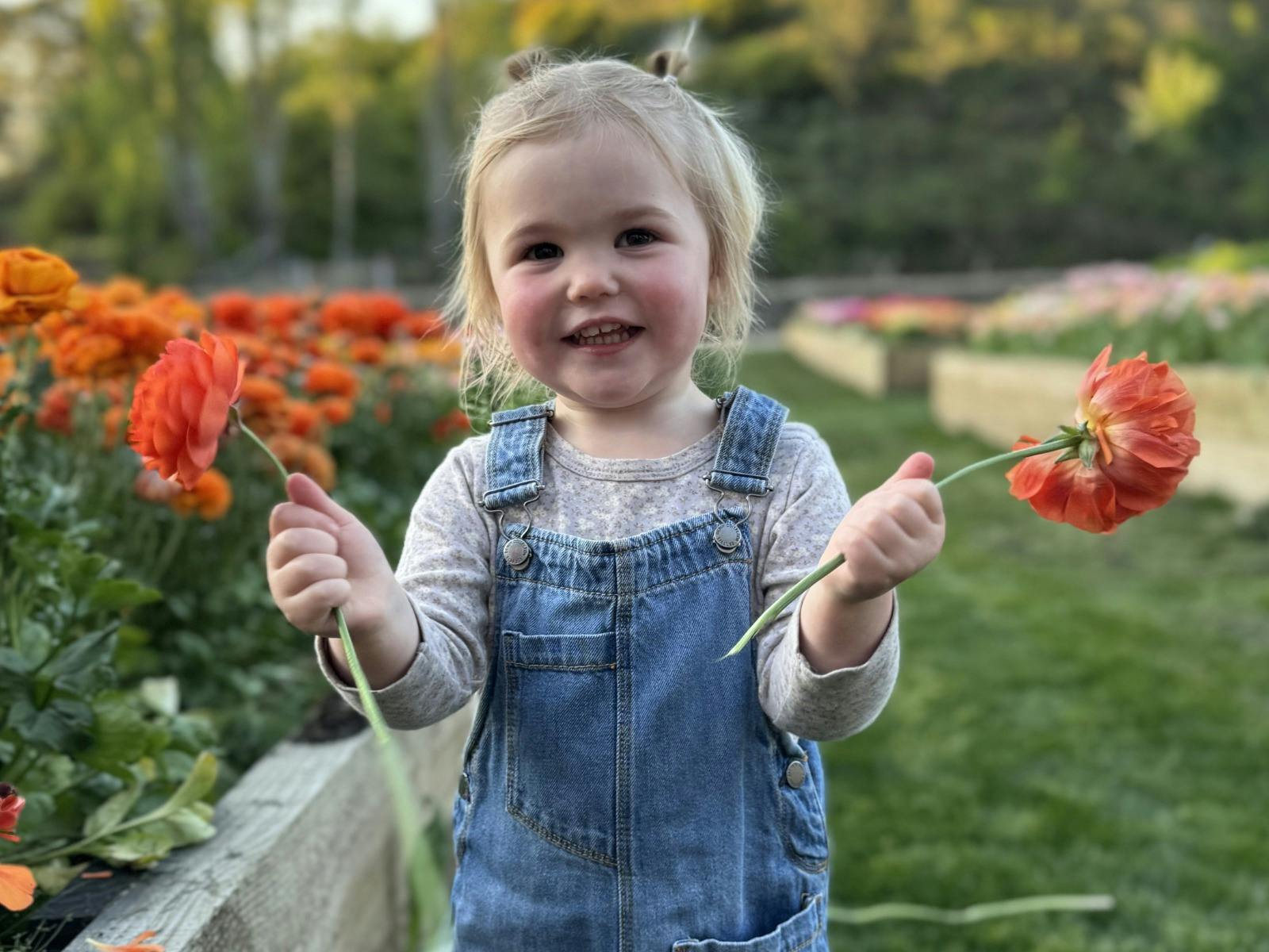 Child holding bright orange ranunculus in a vibrant field, capturing joy and nature's beauty.