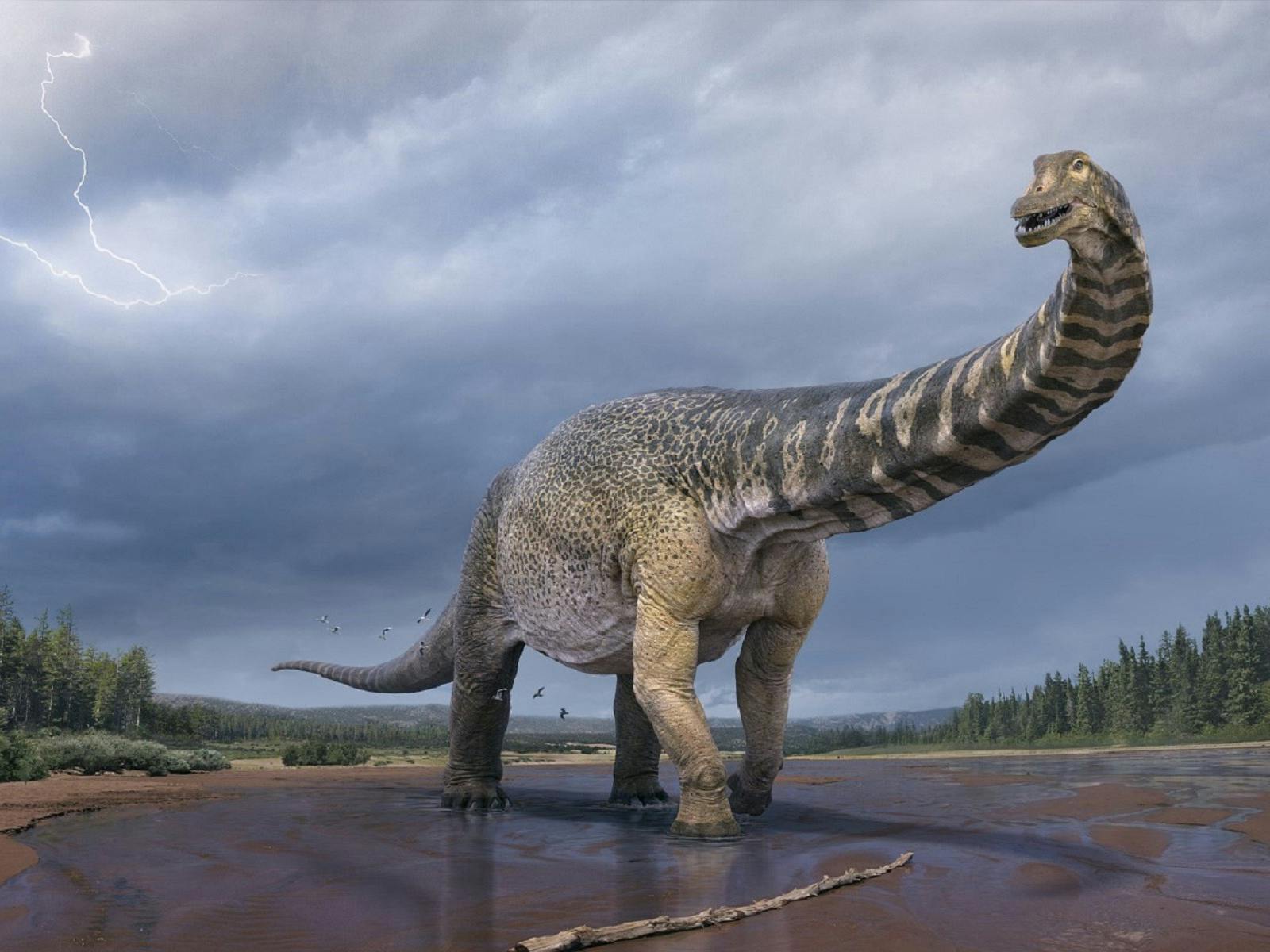 Australotitan cooperensis - Cooper in the cretaceous environment Australotitan cooperensis - Cooper in the cretaceous environment