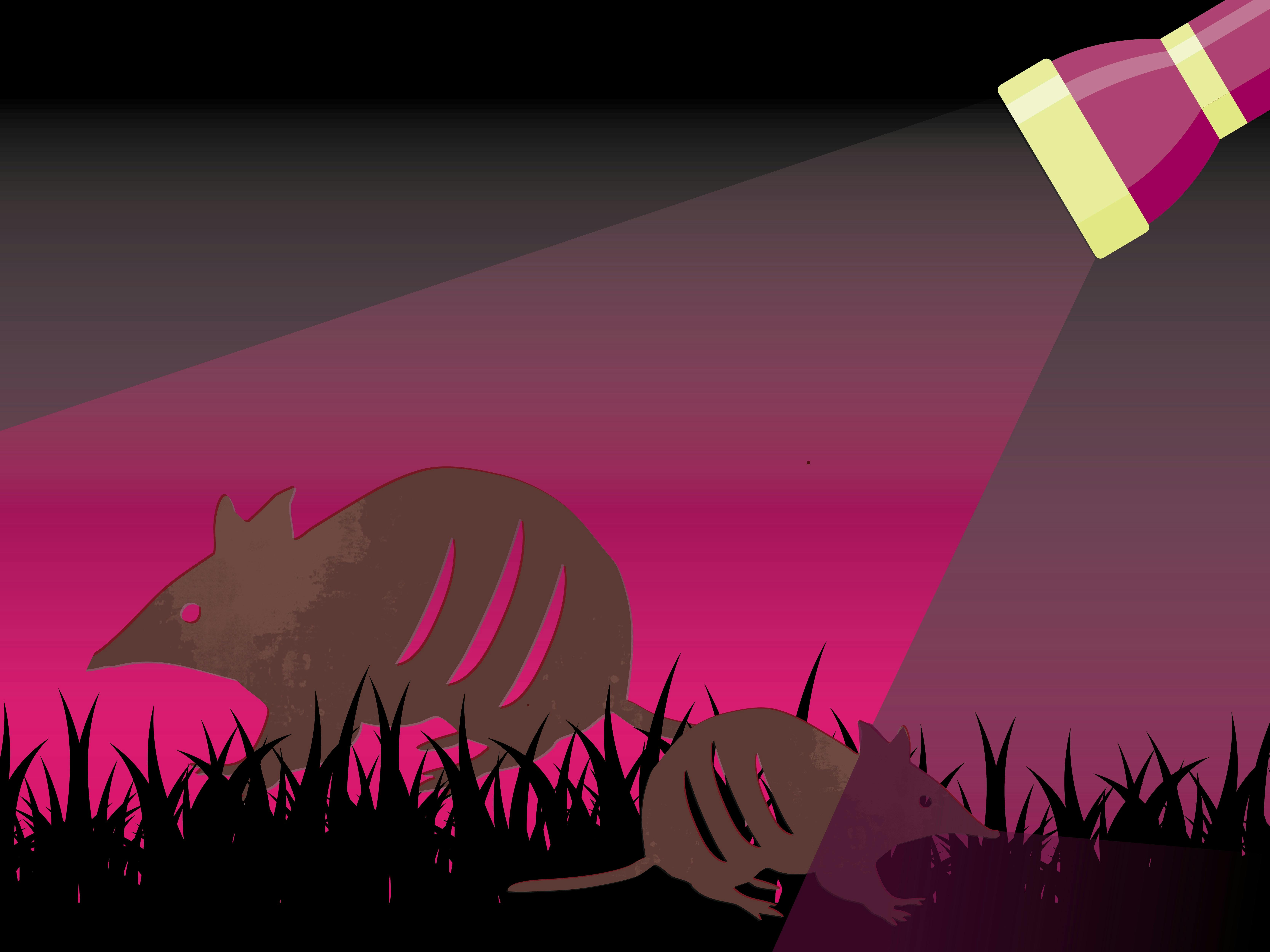 illustration of a bandicoot under torchlight